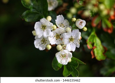 Hawthorn Hedge Blossoming In Late Spring, UK Countryside