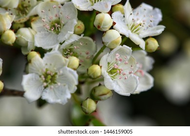 Hawthorn Hedge Flowering In Late Spring, UK Countryside