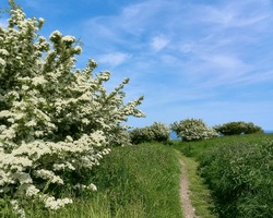 Hawthorn On Culver Down On The Isle Of Wight