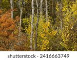 Hawthorn and other deciduous trees show their fall colours at Whitty