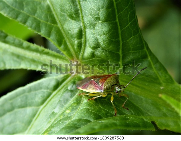Hawthorn shield bug on a\
leaf
