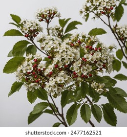Hawthorn is a small tree with thorny branches, white or pink flowers, and bright red berries. It is often used as a hedge plant and has medicinal properties. - Powered by Shutterstock