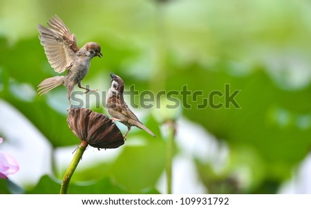 Hawthorn sparrow