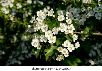 2,468 Hawthorn bud Images, Stock Photos & Vectors | Shutterstock