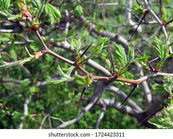 Hawthorn Thorns Are Dangerous Weapons For Uninvited Guests