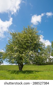 Hawthorn Tree In Bloom