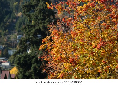 Hawthorn Tree In Fall