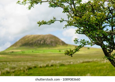 Hawthorn tree in a field with Slemish, Northern Ireland, behind.