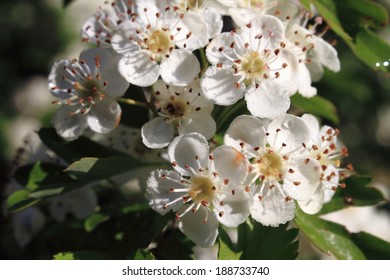 Hawthorn Tree Shrub