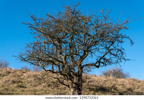 Hawthorn Tree Winter Against Brilliant Blue Stock Photo Edit Now 1298733361