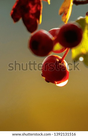 Similar – Frühstück für Frau Vogel