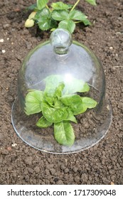 A Haxnicks Glass Cloche Over A Growing Lettuce