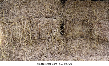 Hay Animals Stock Photo 559465270 | Shutterstock