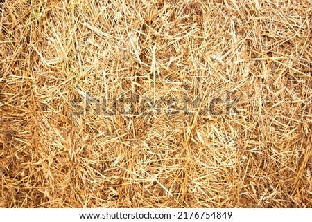 Hay background. Haystacks background, texture. Wheat gold hay in field. Hay prepared for farm animal feed in winter. Stacks dry hay open air fiel. Straw bale harvesting. Haybale background