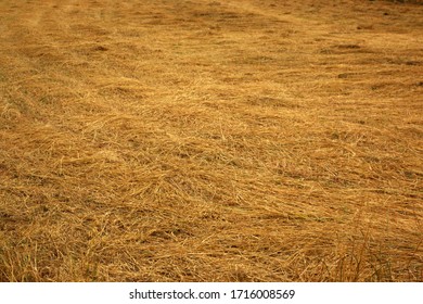Hay Bale in Field. Hay Stack, Dry Straw in Summer or Autumn in Rural Area, Countryside. Dry Land, Season, Climate, Agriculture, Harvest, Idyllic Farming Image.