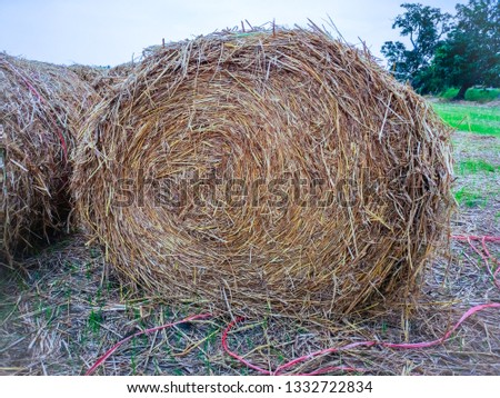 Hay bale at rural nature in the paddy field