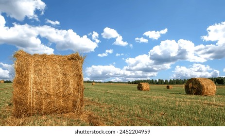 Hay bales at farm, on golden agriculture field, photography of wheat haystacks in summer. Rural scenery, landscape of straw stacks, yellow rolls at sunny day. Countryside, pasture and prairie concept. - Powered by Shutterstock