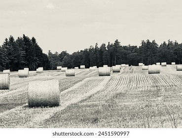 Hay bales in the field harvest time - Powered by Shutterstock