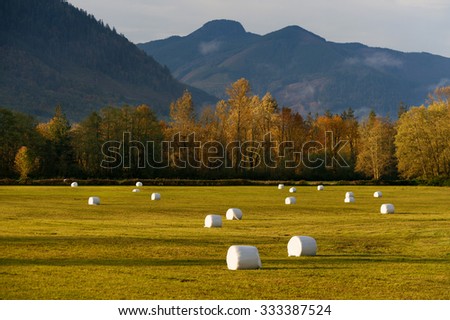 Hay Bales in a Field. Plastic covered hay bales dot the landscape along the North Cascades Highway, or Highway 20, in western Washington state. Autumn has taken hold of the deciduous trees.