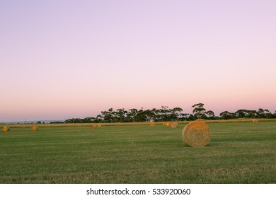 Hay Bales in Green Field At Sunset