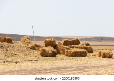 Hay Bales On The Field. Village Hay Supplies For The Winter. Livestock And Farming Theme