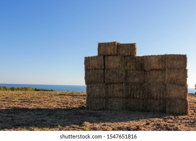 Hay bales stacked in a wheat field