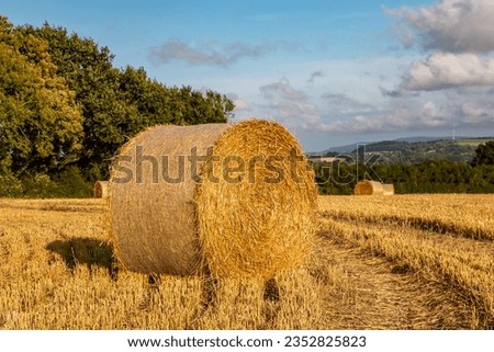Hay bales in the Sussex countryside on a sunny summer's evening