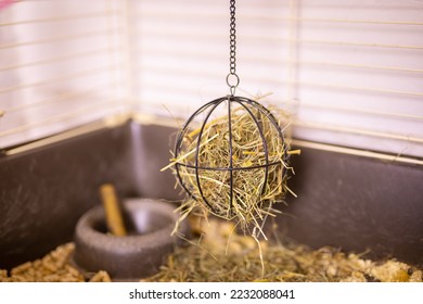 Hay and dried grass for rabbit in pet cage and dry food for rodents - pet feed - Shutterstock ID 2232088041