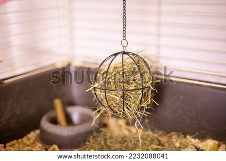 Hay and dried grass for rabbit in pet cage and dry food for rodents - pet feed