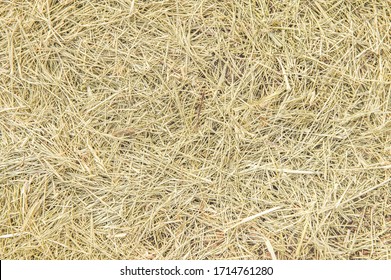 Hay. Dry Grass Top View