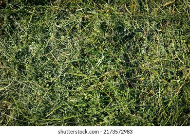 Hay. Dry Grass, Top View. Green Plant Background.