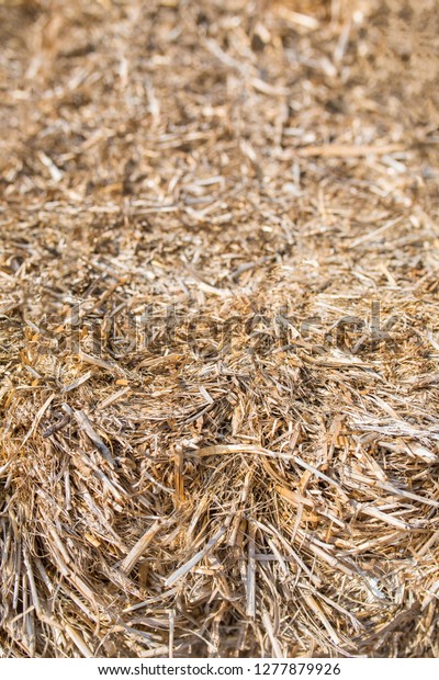 Hay or dry straw
texture surface background. Dry straw or reeds texture. Straw or
hay bale texture background as an agriculture farm and farming
symbol of harvest time.