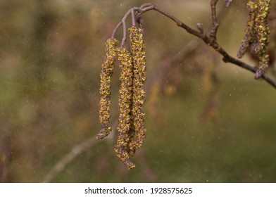 Hay Fever Season: Male Catkins Of European Black Alder In A Cloud Of Pollen In Spring