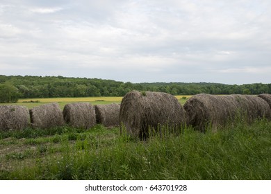 Hay in a field