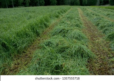 timothy hay field