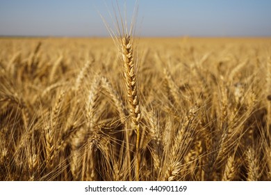 Hay Field On Sunny Summer Day.