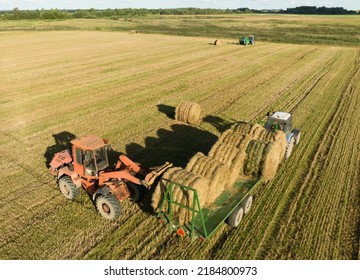 Hay Making In Autumn Season. Farmer Loading Round Bales Of Straw From Hay Trailer With A Front End Loader. Store Hay At Farm. Hay Rolls As Forage Feed For Livestock.