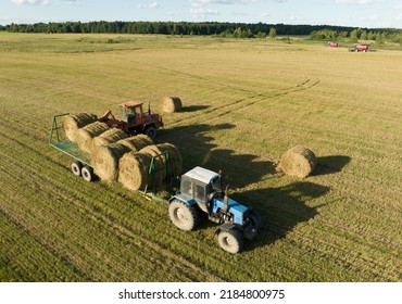 Hay Making In Autumn Season. Farmer Loading Round Bales Of Straw From Hay Trailer With A Front End Loader. Store Hay At Farm. Hay Rolls As Forage Feed For Livestock.