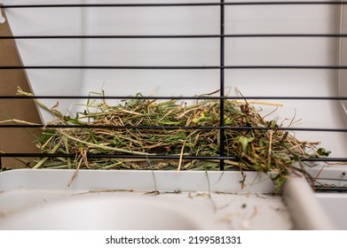 Hay Rack Inside A Small Animal Guinea Pig Cage.