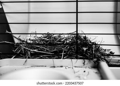 Hay Rack Inside A Small Animal Guinea Pig Cage.