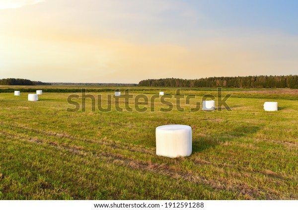 Hay in rolls in white packages stored on field on sunset\
background. 