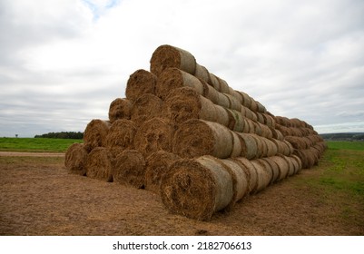 Hay Storage In Field Near Farm. Haystacks Prepared For Animal Feed In Winter. Stacks Dry Hay Open Air Field Storage. Store Hay Correctly After Wet Weather. Straw Bale Wall After Harvesting. 