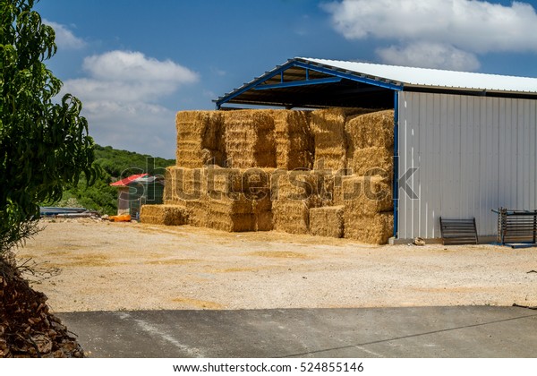 The hay storage shed full of bales
hay on farm, agricultural kibbutz in Upper Galilee, Israel
