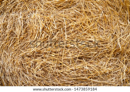 Hay texture. Hay bales are stacked in large stacks. Harvesting in agriculture.