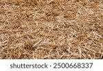 Hay texture. Close-up of a heap of golden yellow hay. Straw for background. Hay is tightly bound into a bale. Selective focus