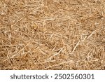 Hay texture. Pile of golden yellow hay. Straw for background close-up. Hay tightly bound in a bale. Selective focus