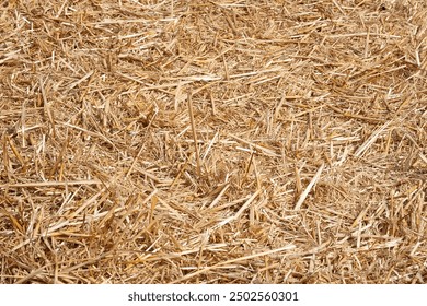 Hay texture. Pile of golden yellow hay. Straw for background close-up. Hay tightly bound in a bale. Selective focus - Powered by Shutterstock