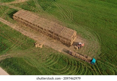 Hay Trailer With Round Bales. Front End Loader Unloading Round Bales. Store Hay At Farm. Hay Rolls As Forage Feed For Beef And Dairy Cattle, Sheep And Horses. Making Hay In Autumn Season.