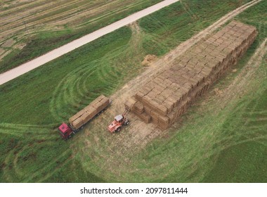 Hay Trailer With Round Bales. Front End Loader Unloading Round Bales. Store Hay At Farm. Hay Rolls As Forage Feed For Beef And Dairy Cattle, Sheep And Horses. Making Hay In Autumn Season.