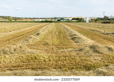 Hay windrows in a field made with a windrower.